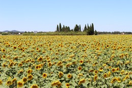 K様/南フランスでラベンダーとハーブを満喫する旅
